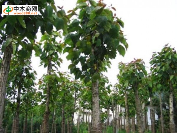 广西木材图谱:广西珍稀优良树种图库/喜树