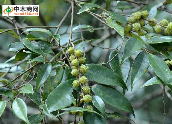 广西木材图谱广西珍稀优良树种图库米槠