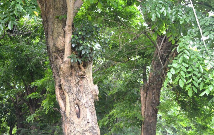 降香黄檀的心材最具价值,栽植后7～8年后形成心材