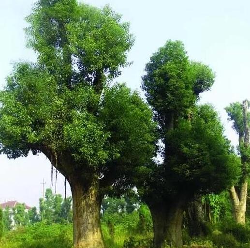 香樟树是什么样的?能否作为盆景栽种?