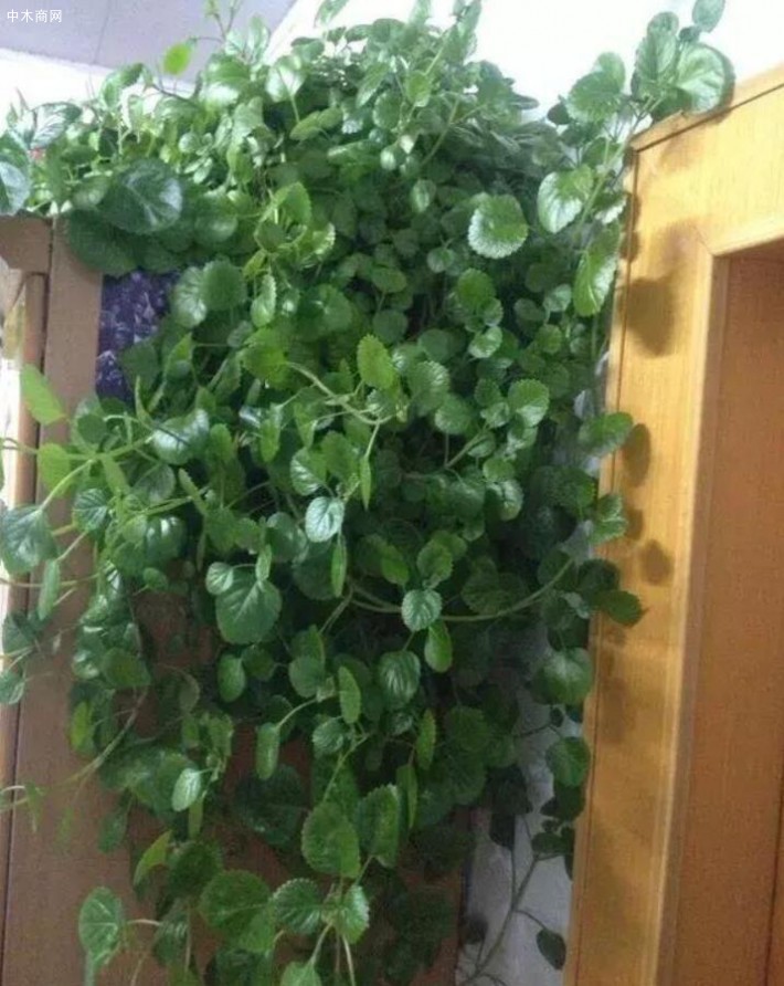 瑞典常春藤,净化空气,效率高
