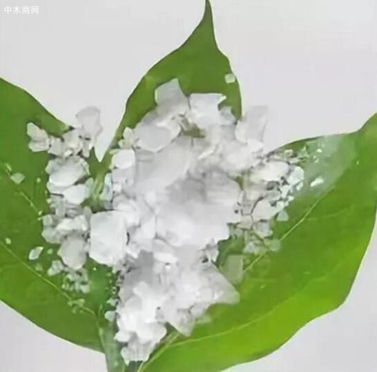 香樟树,东方佳木寄乡愁