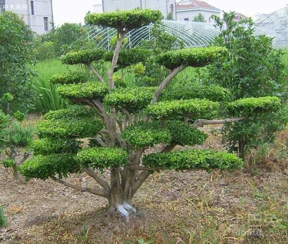 黄杨木和白杨木的区别特征是什么?