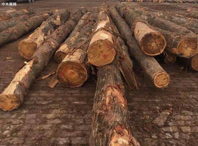 百科 名词 木材种类 柏木 油柏木 油柏木是什么木