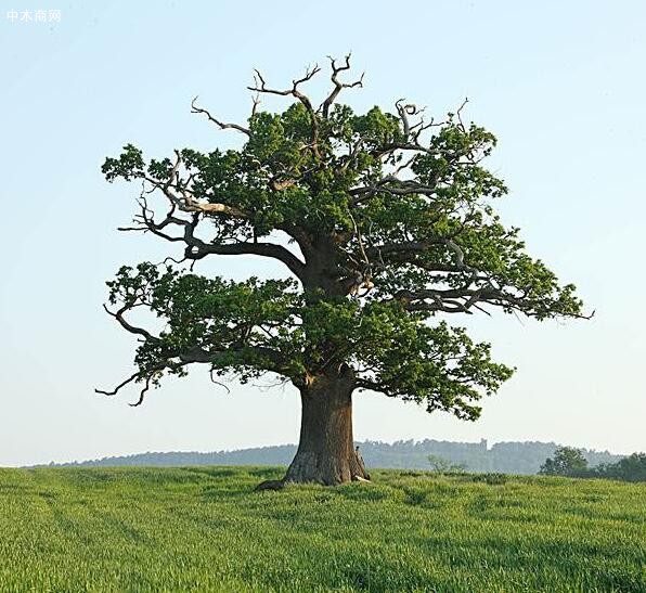 栎树的形态特征?为什么说栎树是养人养眼的多宝树?