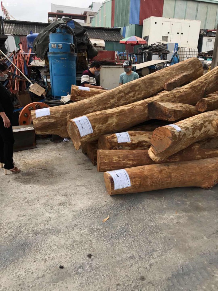 越南黄花梨原木实物高清细节视频