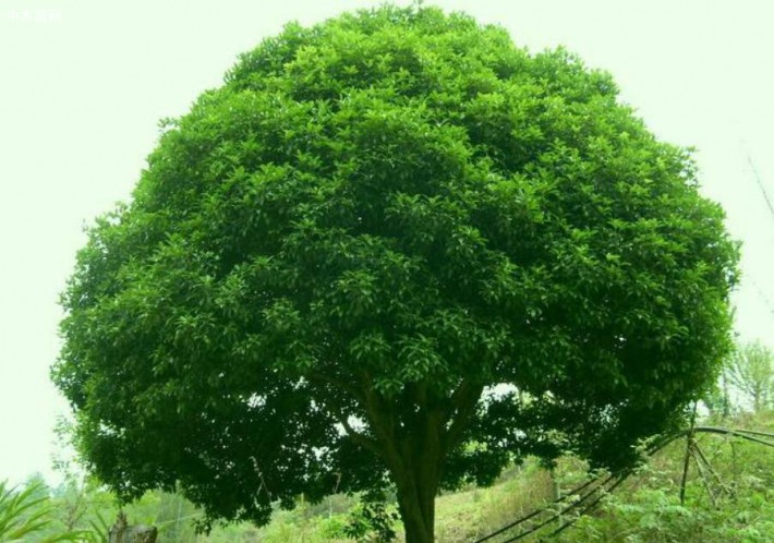 香樟树在日常生活中和在医药养生中,都有非常广泛的用途.