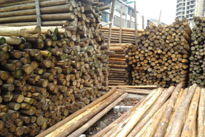 欧盟实施木材与木制品强制性新法规