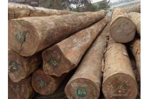 非洲木材加工加快本土化发展