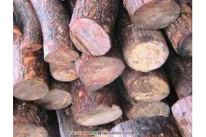 南海木材进口逆市增长5成