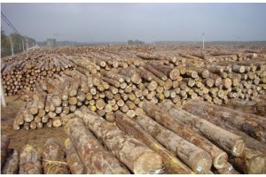 北美木材量价平行 处于平稳态势之中