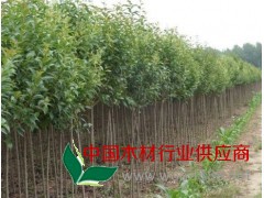 各种大小规格绿化苗木 大量供应 质优价廉图1
