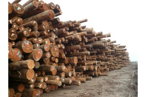 瑞典木材出口中国市场今年将呈现数倍增长