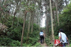 泸溪县启动国家木材战略储备基地建设