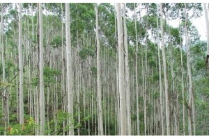 华南木材：台风重创速生桉树 价格或将上涨