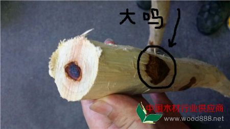 木料商赌树不确定 海南黄花梨价格为啥狂涨？