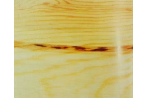 木材的特性丨树脂斑和树囊