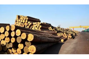 新常态下2015年中国木材市场危中藏机