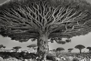 摄影师花14年拍到世界上最古老的树木