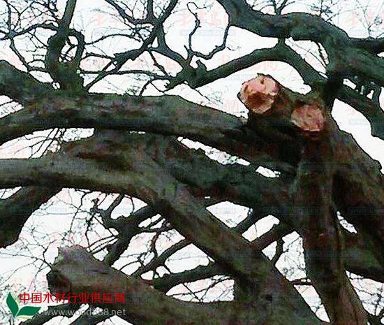 莱西市600多岁黑檀古树遭“黑手”
