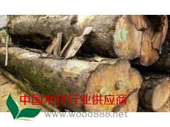 低价供应缅甸香红木原木