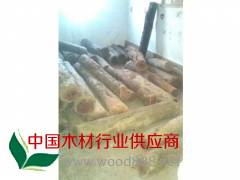 大量出售红豆杉价格
