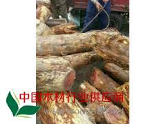 哪里大量出售红豆杉价格