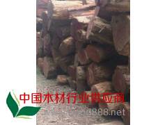 哪里大量出售红豆杉价格图2