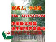山东滨州基地处理国槐小苗价格,山东惠民国槐苗圃批发价格_山东童信苗木