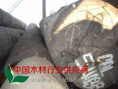 红柳桉原木新货供应(直径60-1.3米)图2