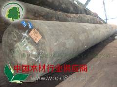 供应80公分以上的西施(贝壳杉)原木图2