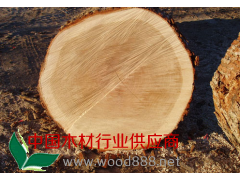 白橡原木 防腐木 批发零售 进口木材  嘉善和兴木业