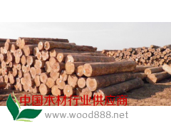 优质 欧洲材原木 锯材 大量供应