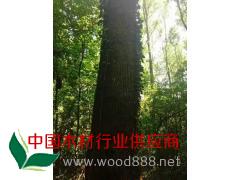 塞尔维亚白腊ABC图2