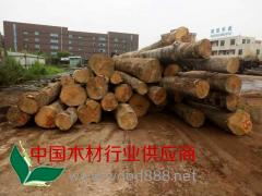 欧洲白腊原木现货供应图3