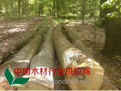 比利时德国白橡原木图3