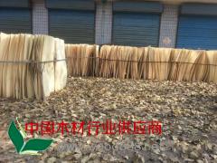 精品杨木木皮 杨木单板 长期大量供应
