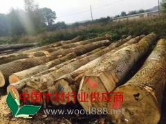 欧洲白腊原木图2