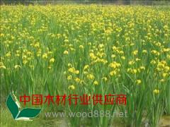 潍坊黄菖蒲型号树春花卉最全