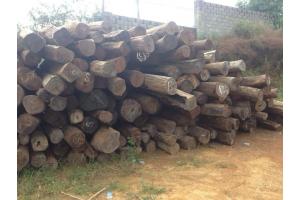 2015年12月5日缅甸木材价格行情