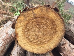 长期大量供应 大经杉原木 真材实料  量大从优