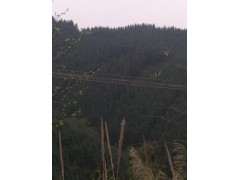 杉木林