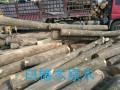 山东轩聚木业-原木