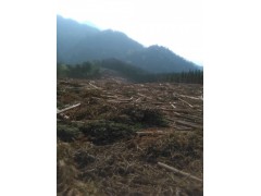 常年大量批发杉木原木图3