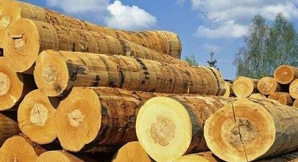 全球针叶材贸易量达到近10年来的最高水平