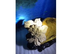 小叶桢楠