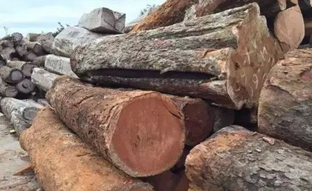 2016年木材市场比较火的材种介绍--巴花