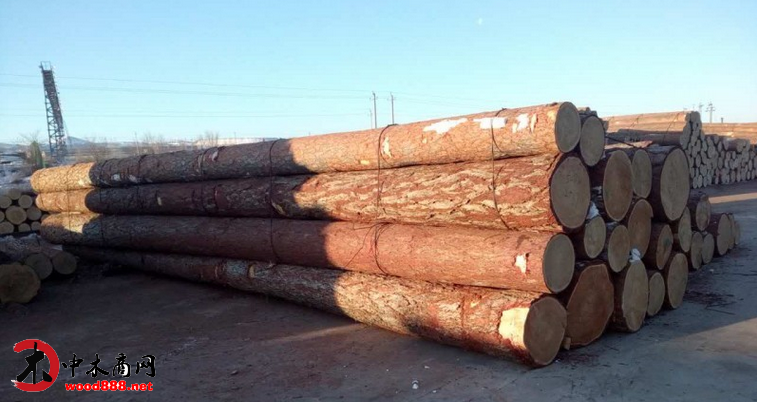 深度分析：俄罗斯木材或现采购良机