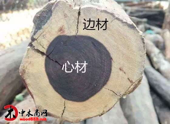 红木国标解读：边材部分不属于红木