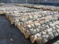 新疆燕新木材家具市场开发有限责任公司-原木